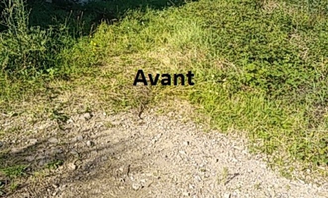 Avant